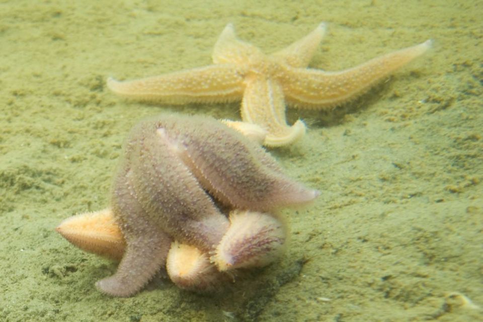 Seesterne in der Ostsee