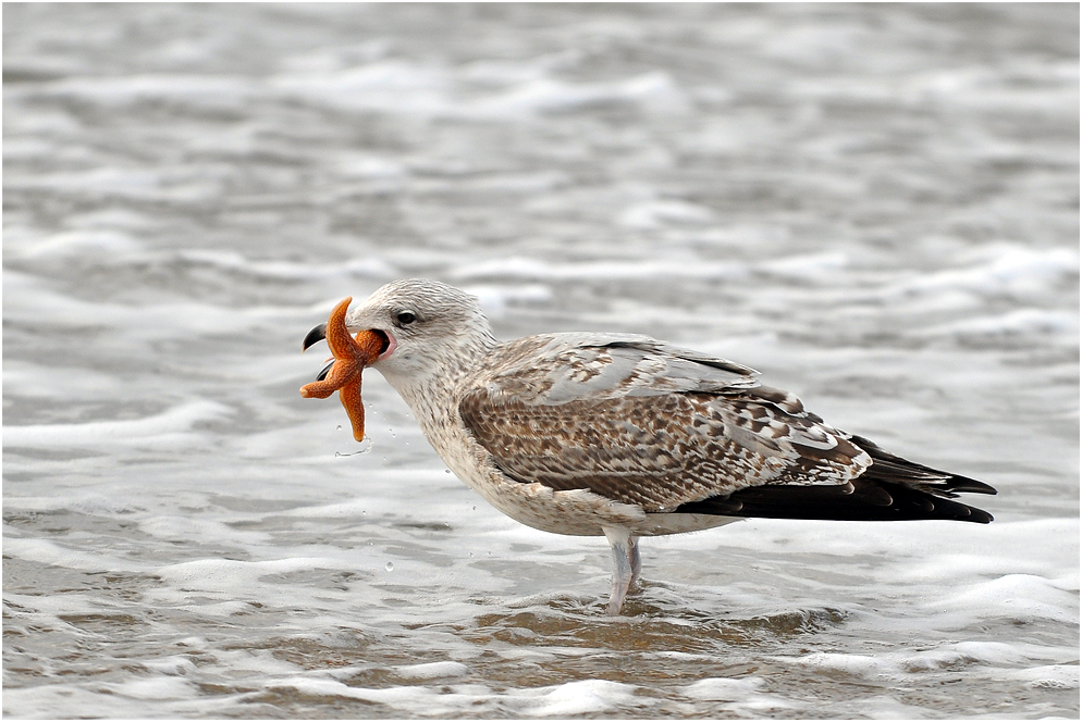 See(stern)möwe