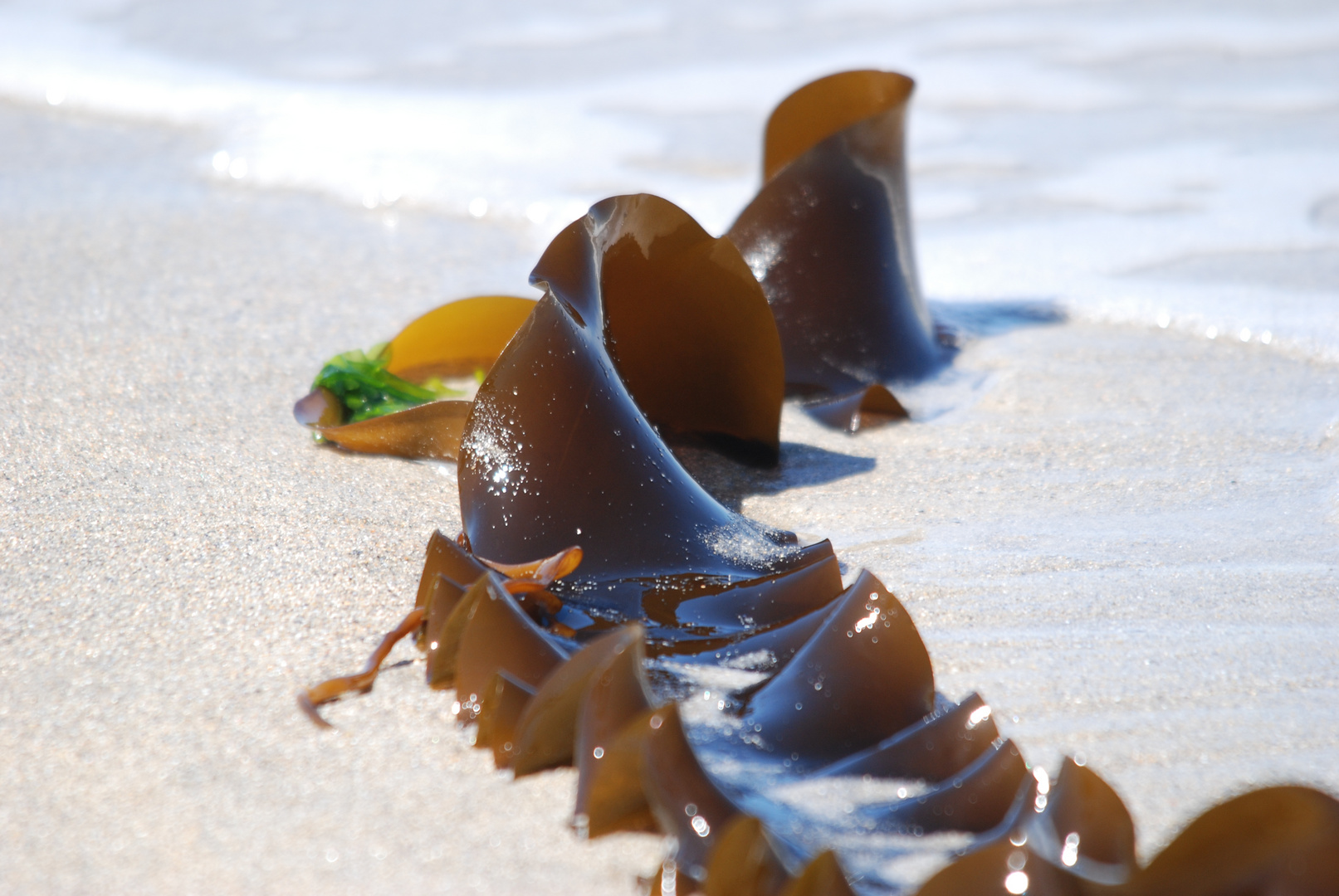 Seetang am Helgoländer Strand