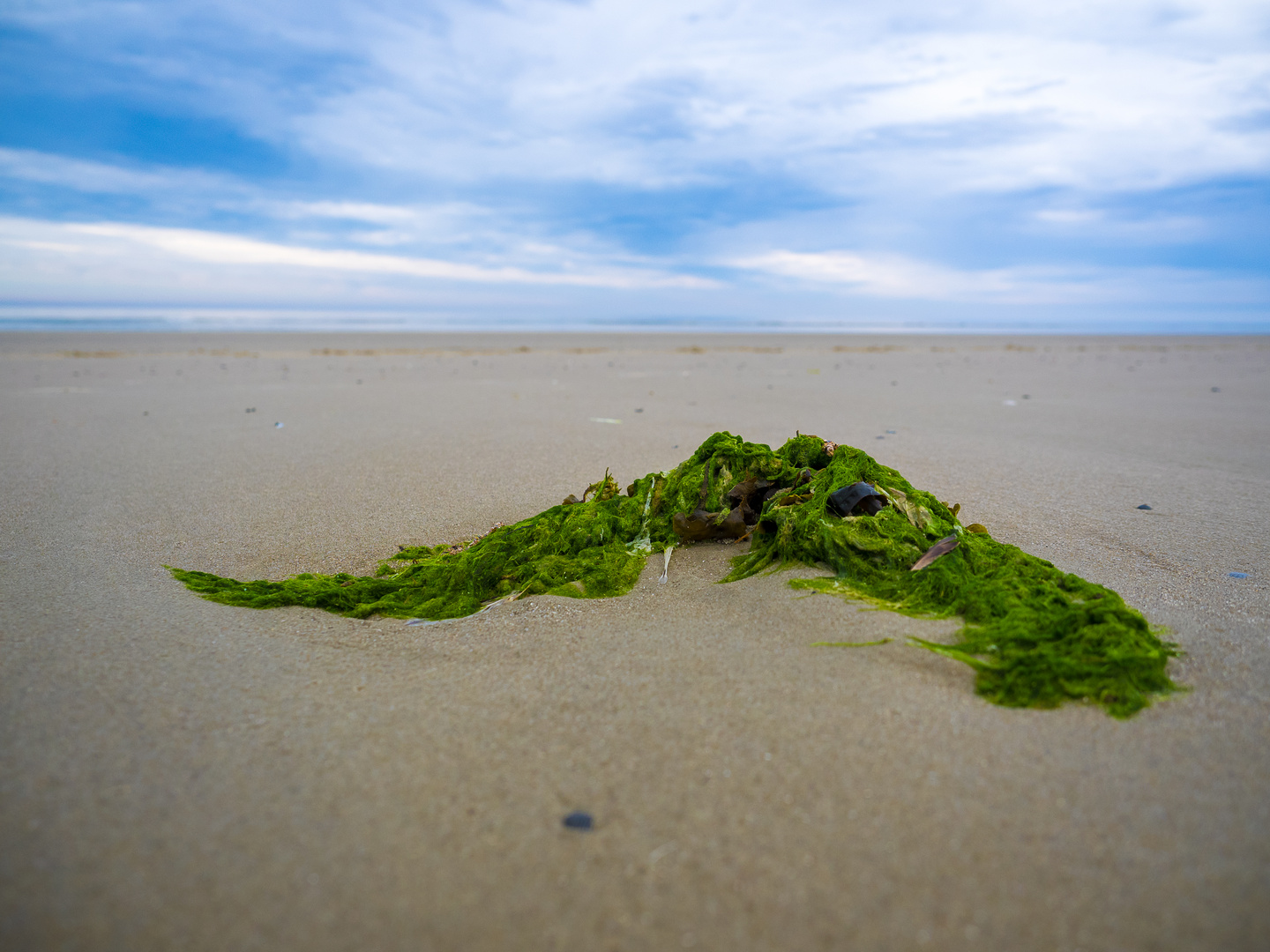 Seetang am Strand