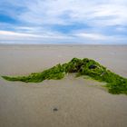 Seetang am Strand