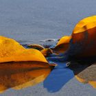 Seetang am Strand