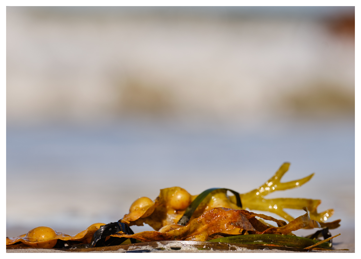 Seetang am Strand 