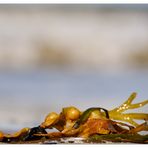 Seetang am Strand 