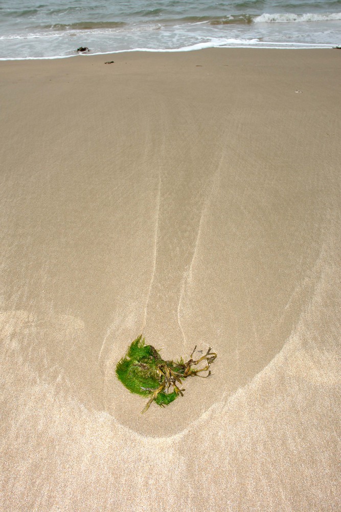 Seetang  am Strand , mit etwas Meer.......