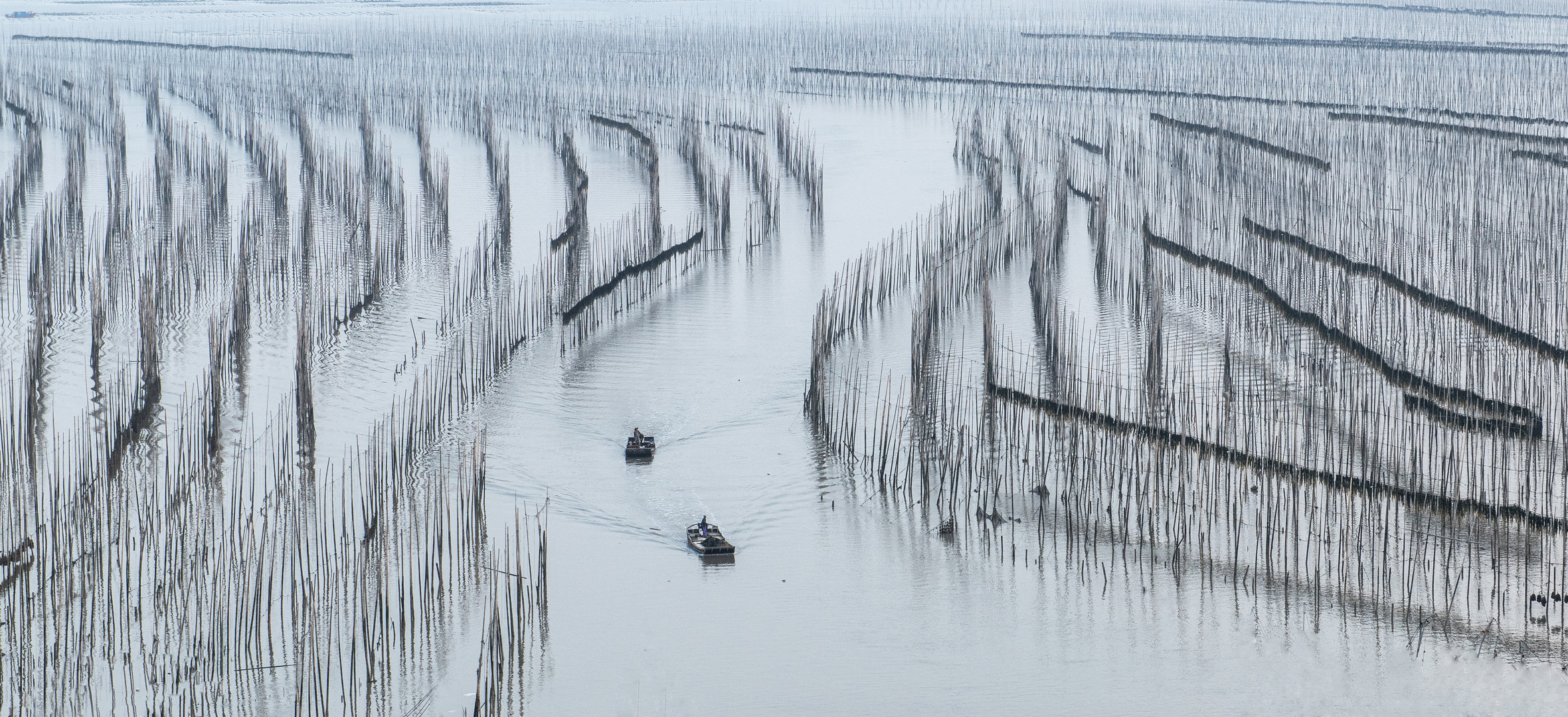 Seetang Anbau in Xiapu, China