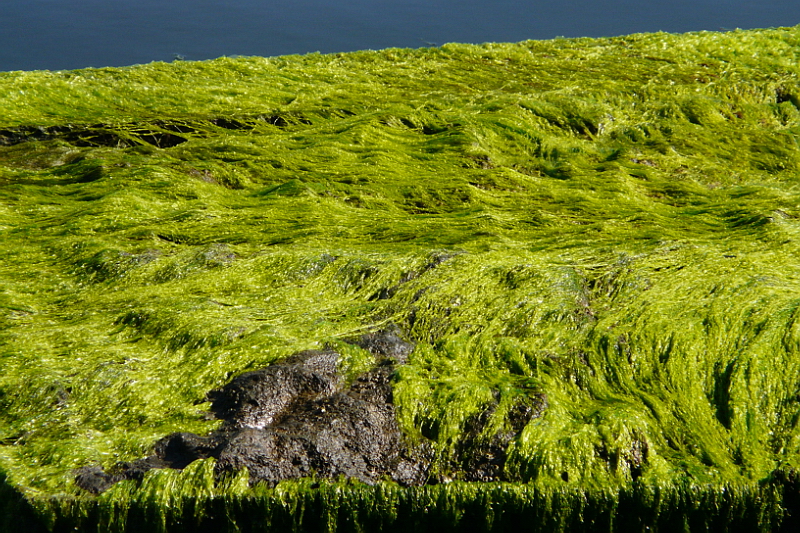 Seetang Limfjord