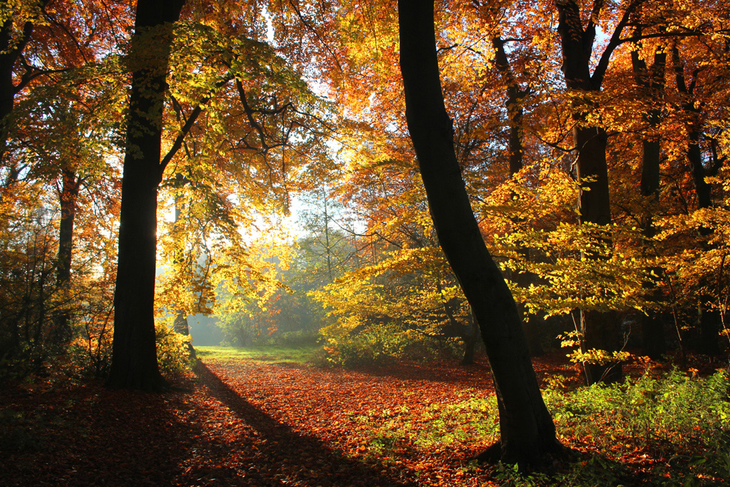 Seeufer am Wambachsee im Herbst