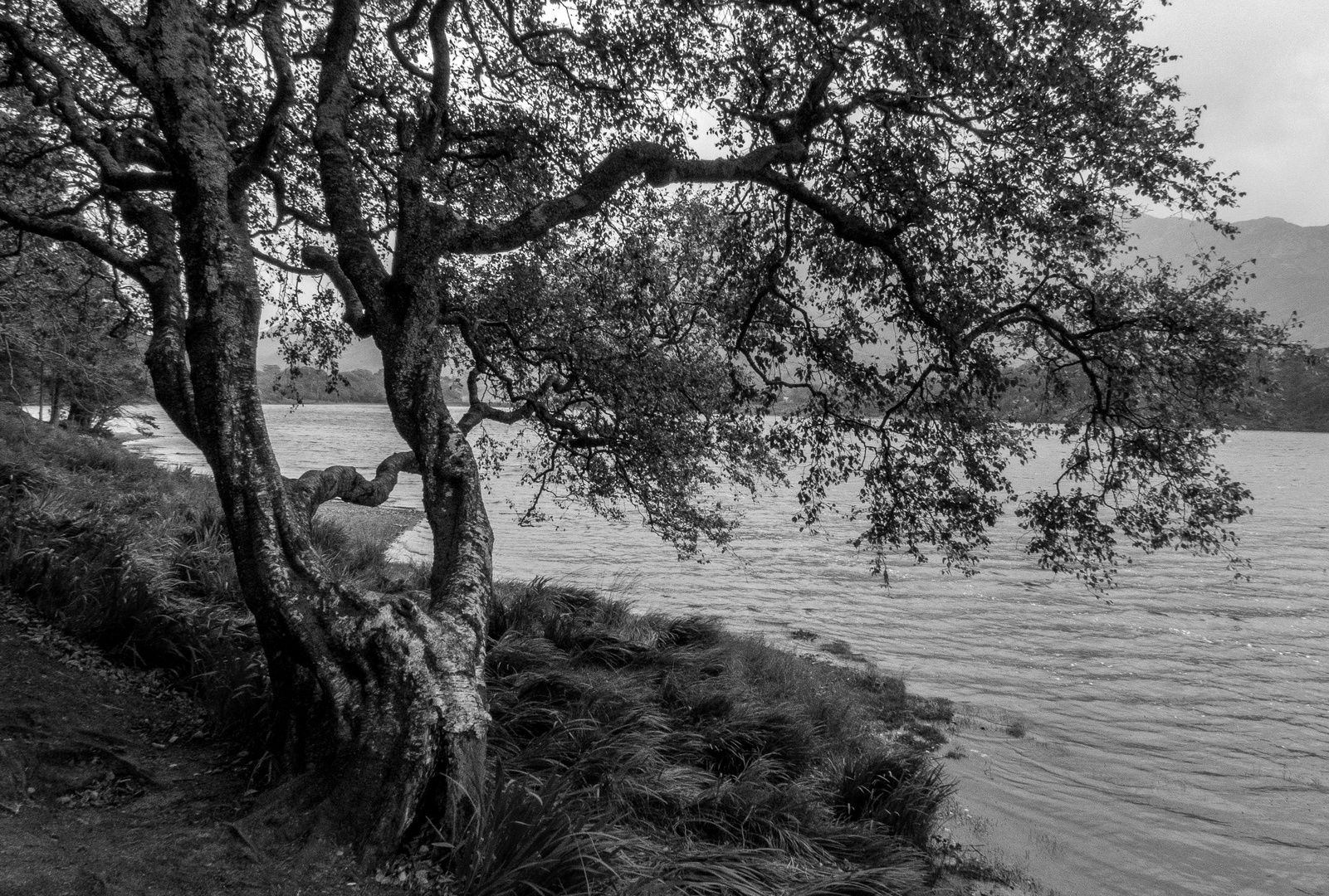 Seeufer an der Kylemore Abbey