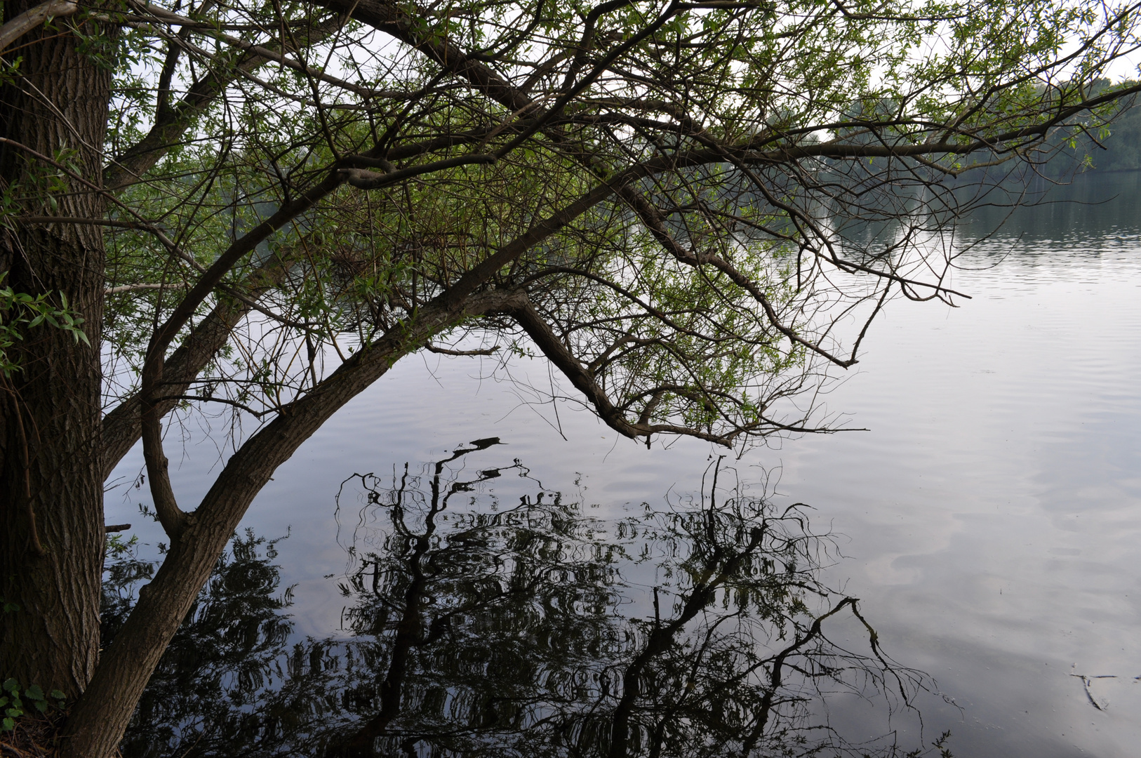 Seeufer Baum