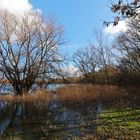 Seeufer bei Hochwasser 