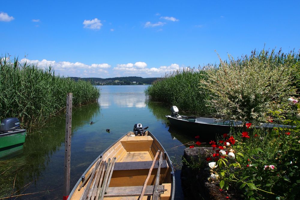 Seeufer der Insel Reichenau