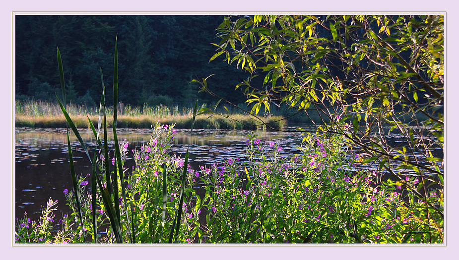 Seeufer im Abendlicht