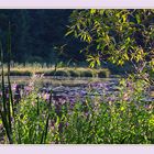 Seeufer im Abendlicht