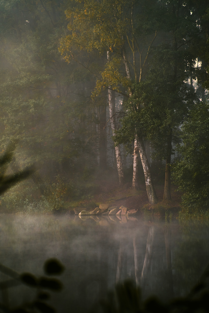 Seeufer im Morgennebel