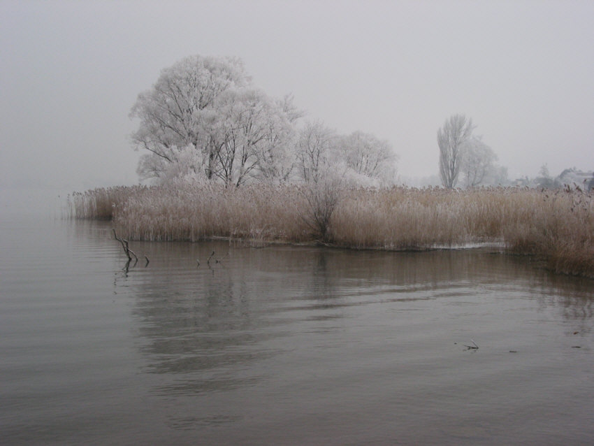 Seeufer im Nebel