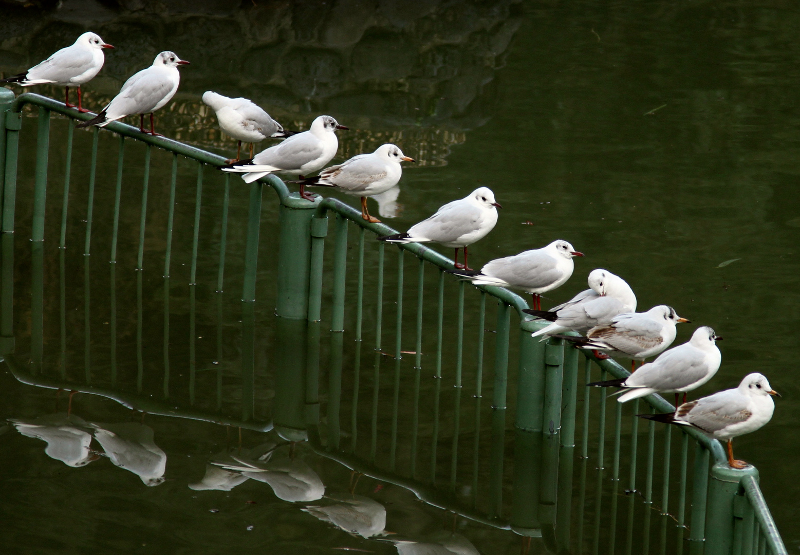 Seevögel am See Genezareth