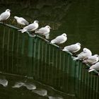 Seevögel am See Genezareth