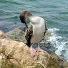 Seevogel an Mallorca's Küste bei Gefiederpflege