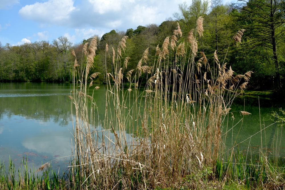 Seewaldsee