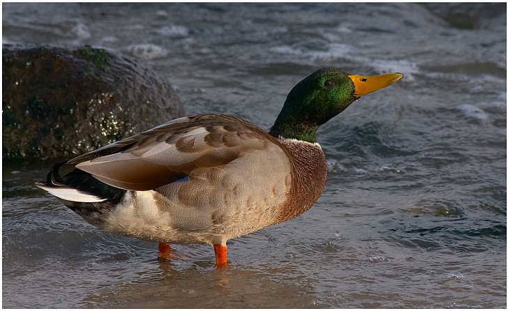 Seewasser - Ente