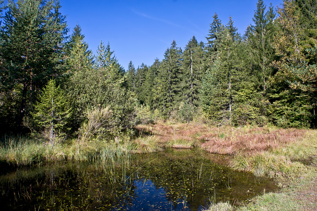 Seewiese am Dobratsch II