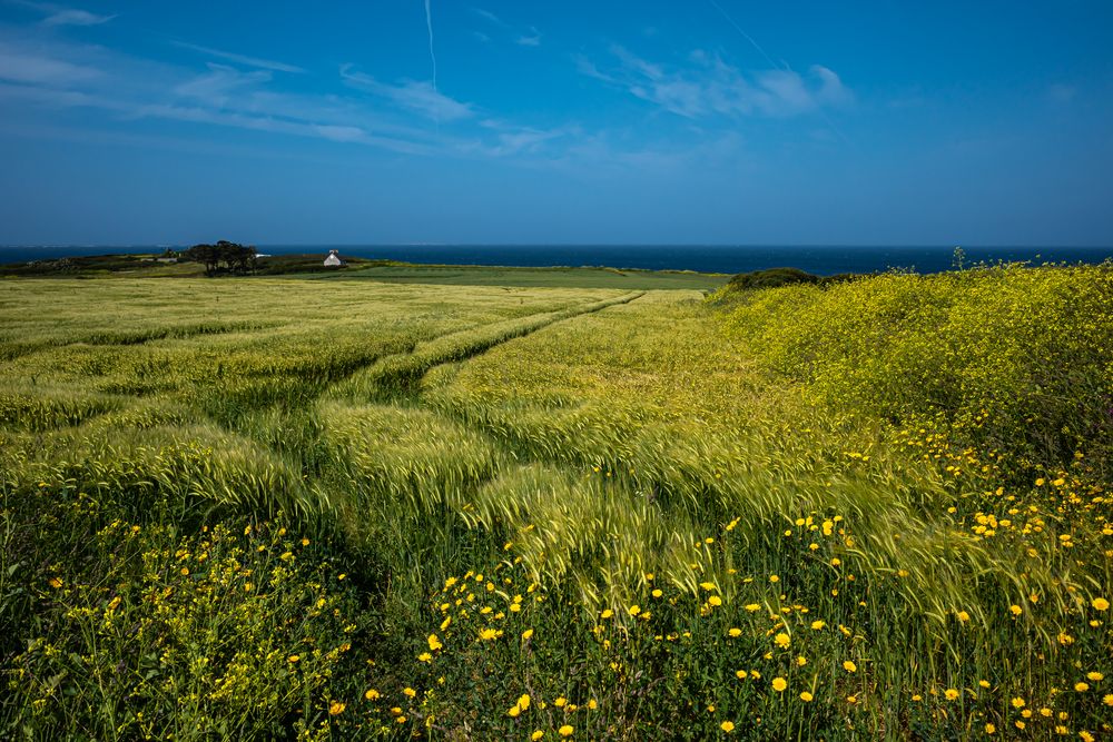 - SEEWIND IM KORNFELD -