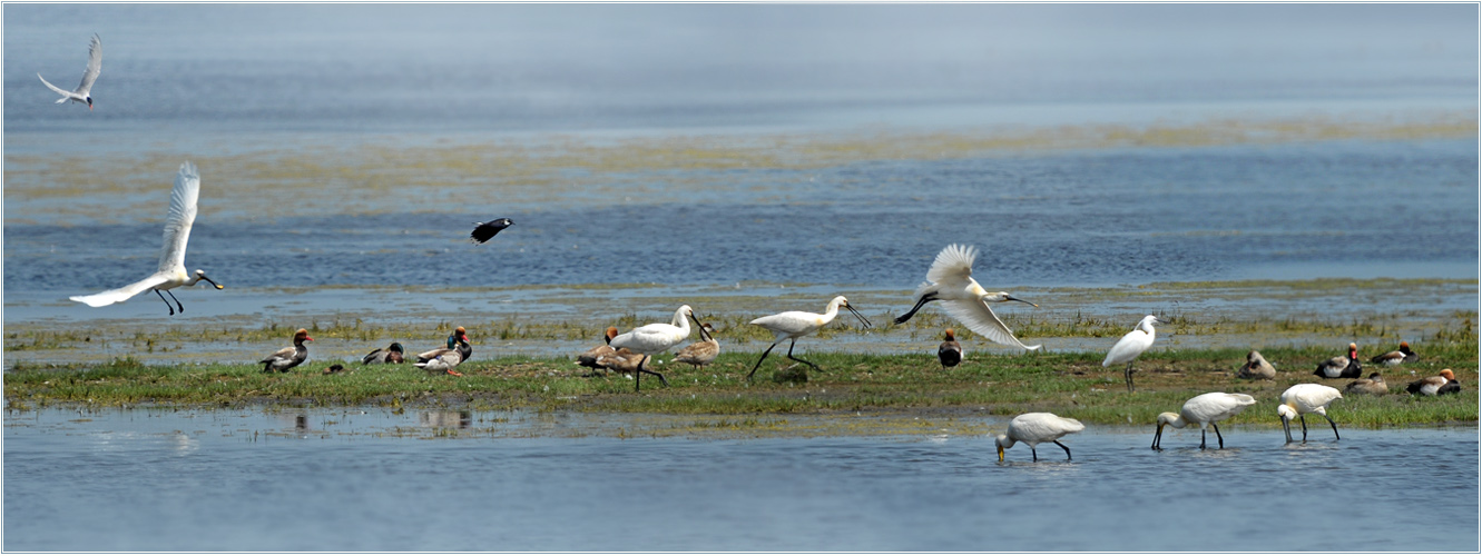 Seewinkel für Vogelbeobachter und Ornithologen