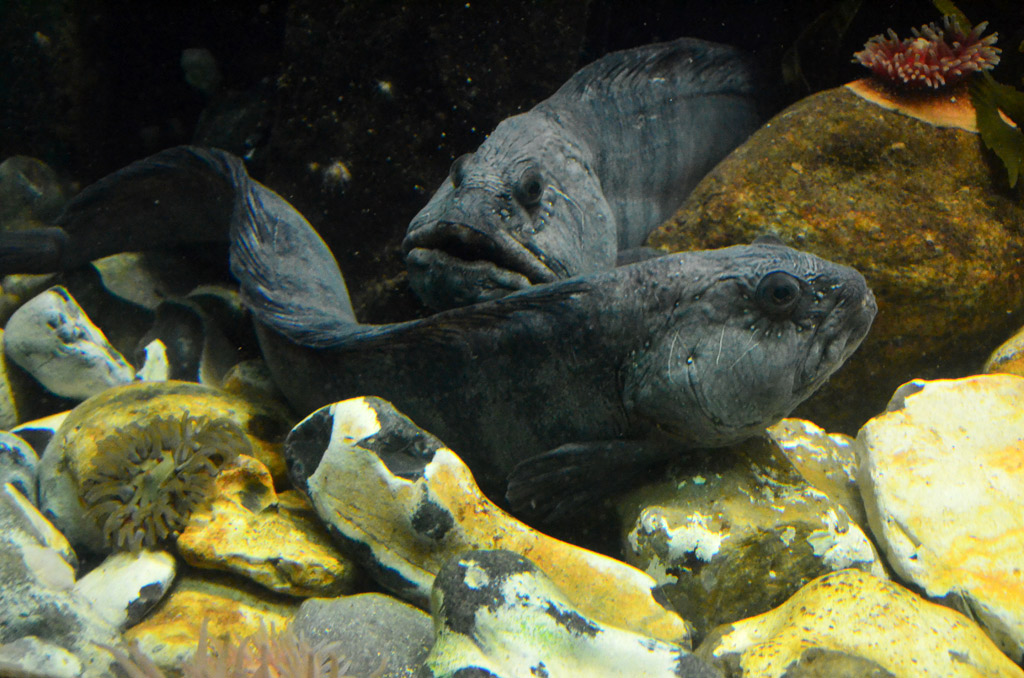 Seewölfe im Aquarium