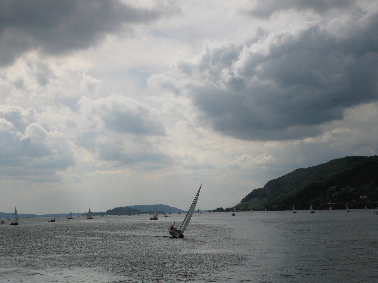 Segel auf dem Bielersee