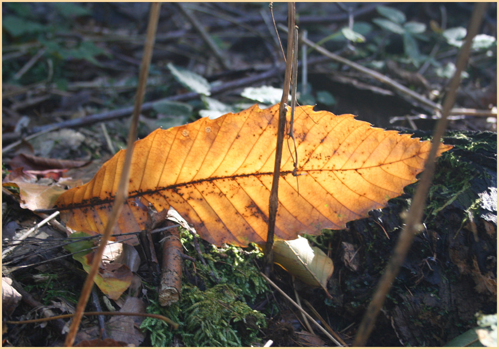 segel-blatt