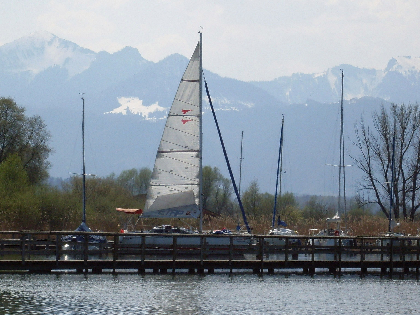 Segel im Hafen