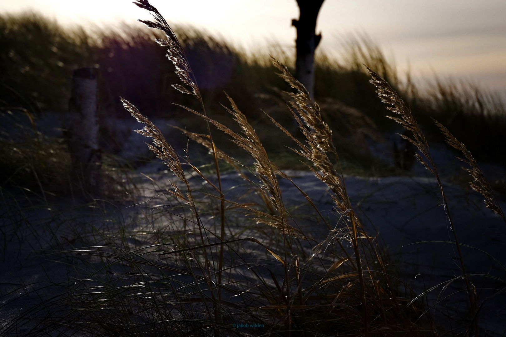 Segel im Wind