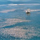 Segelboot auf dem Bodensee