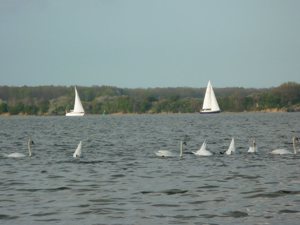 Segelboote gleiten hin, gleiten her         Sailboats slide, glide