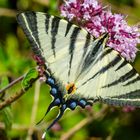 Segelfalter 2. Generation (Iphiclides podalirius)