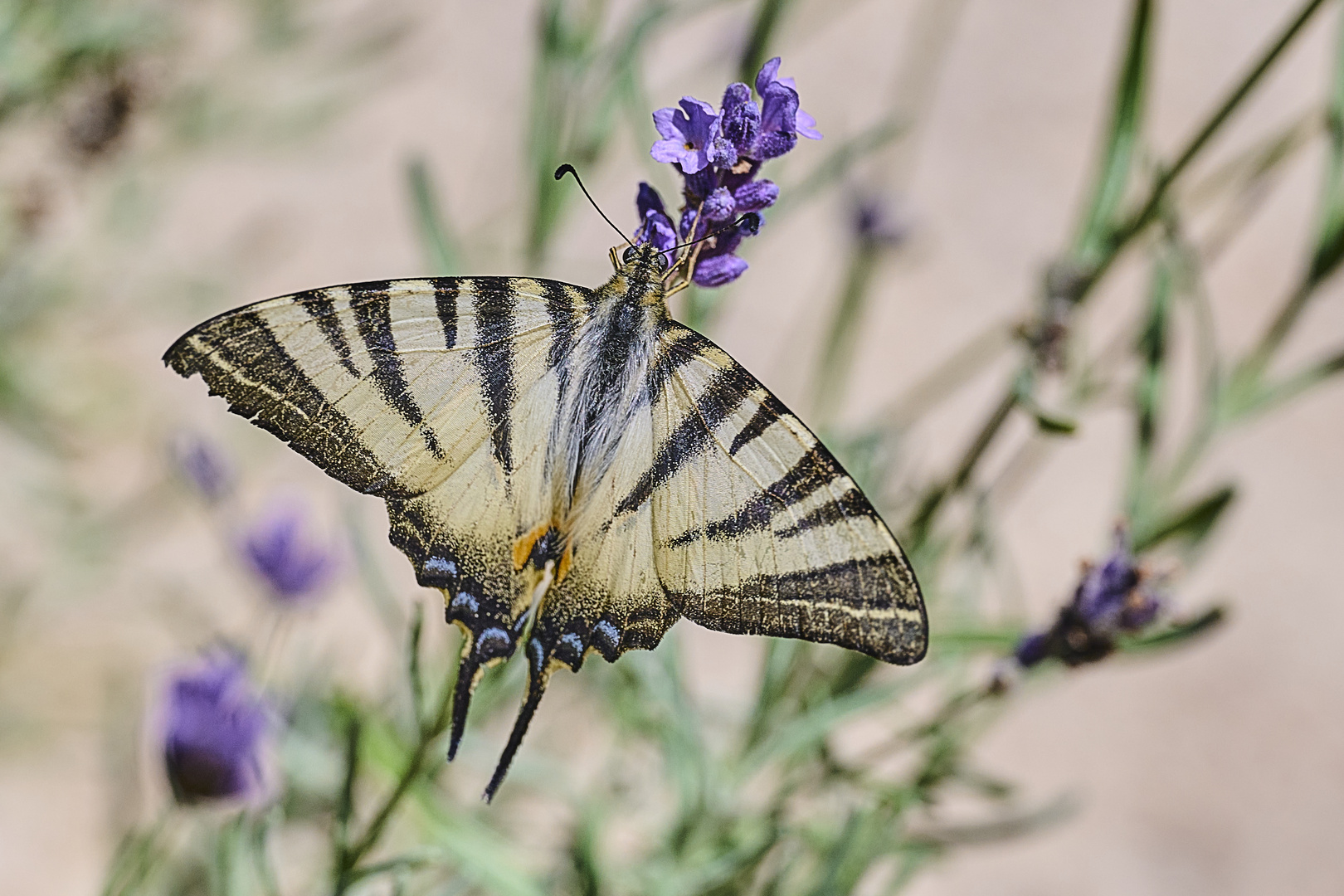 Segelfalter am Lavendel