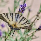 Segelfalter am Lavendel