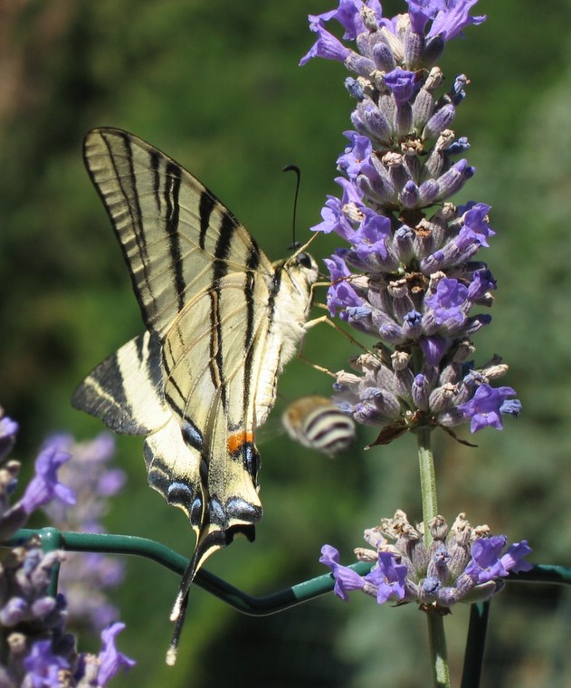 Segelfalter am Lavendel