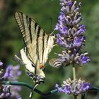 Segelfalter am Lavendel