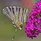 Segelfalter am Sommerflieder