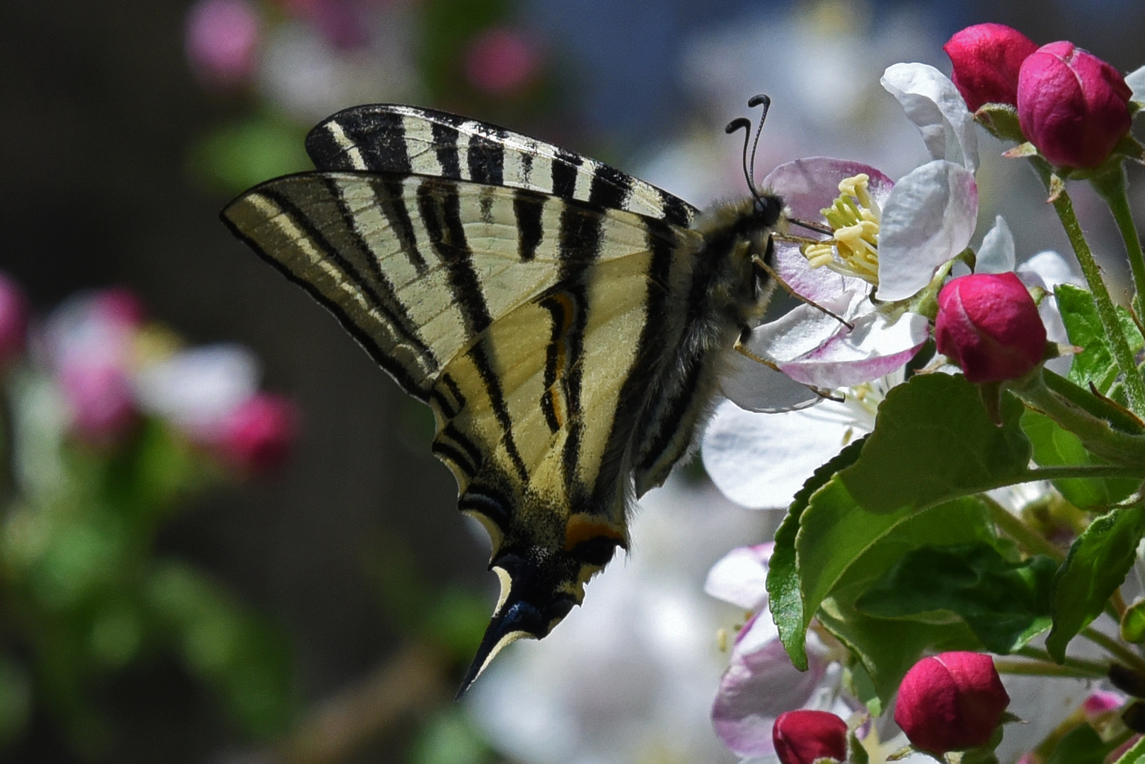 Segelfalter an Apfelblüte