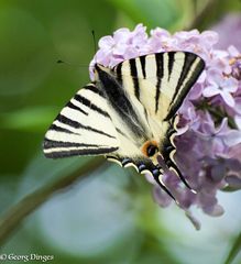 Segelfalter an Flieder in der Provence