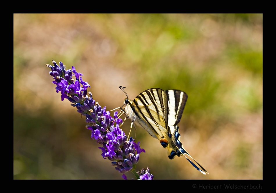 Segelfalter an Lavendel