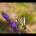 Segelfalter an Lavendel