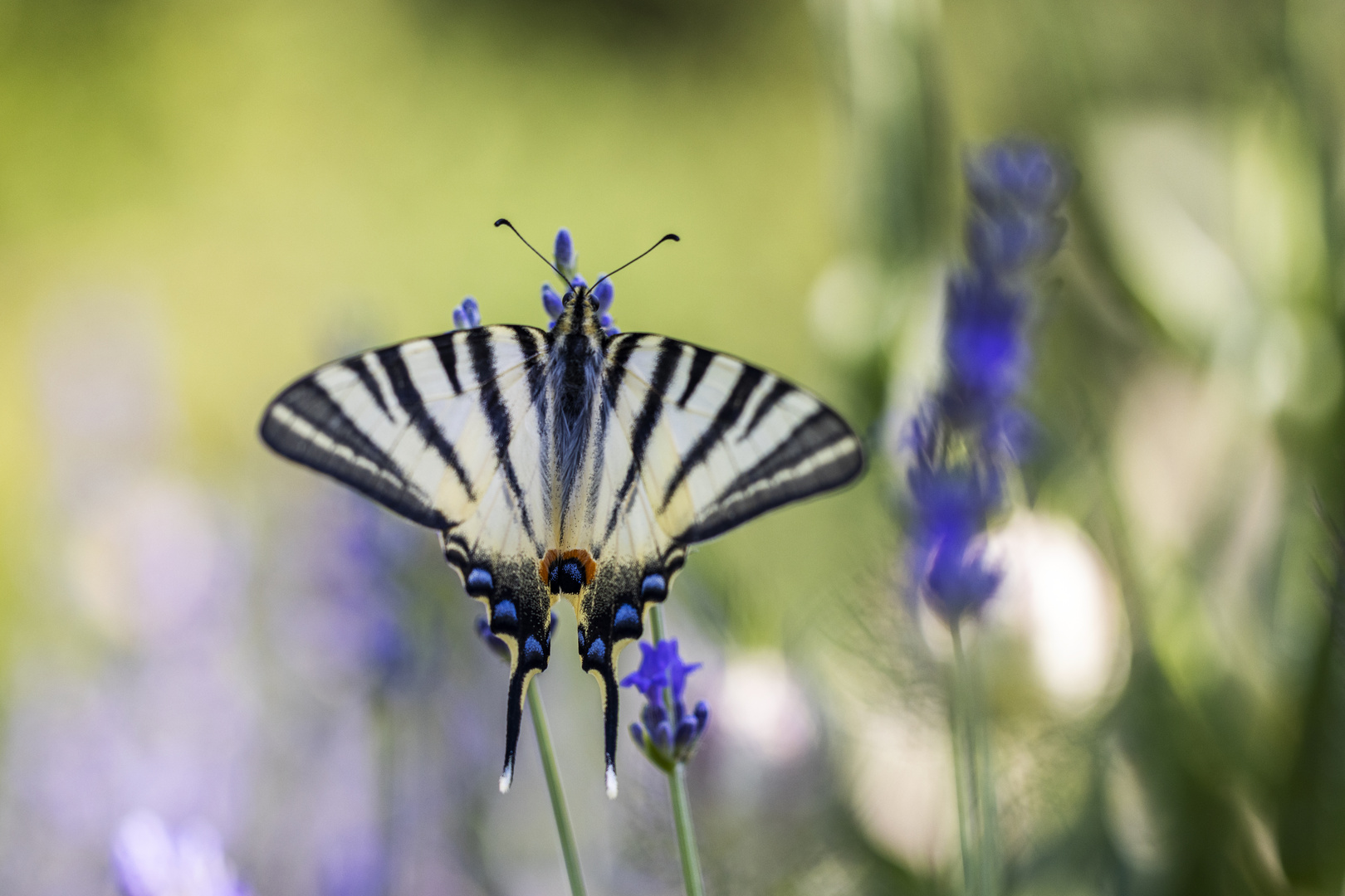 Segelfalter an Lavendelblüte (2)