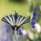 Segelfalter an Lavendelblüte (2)