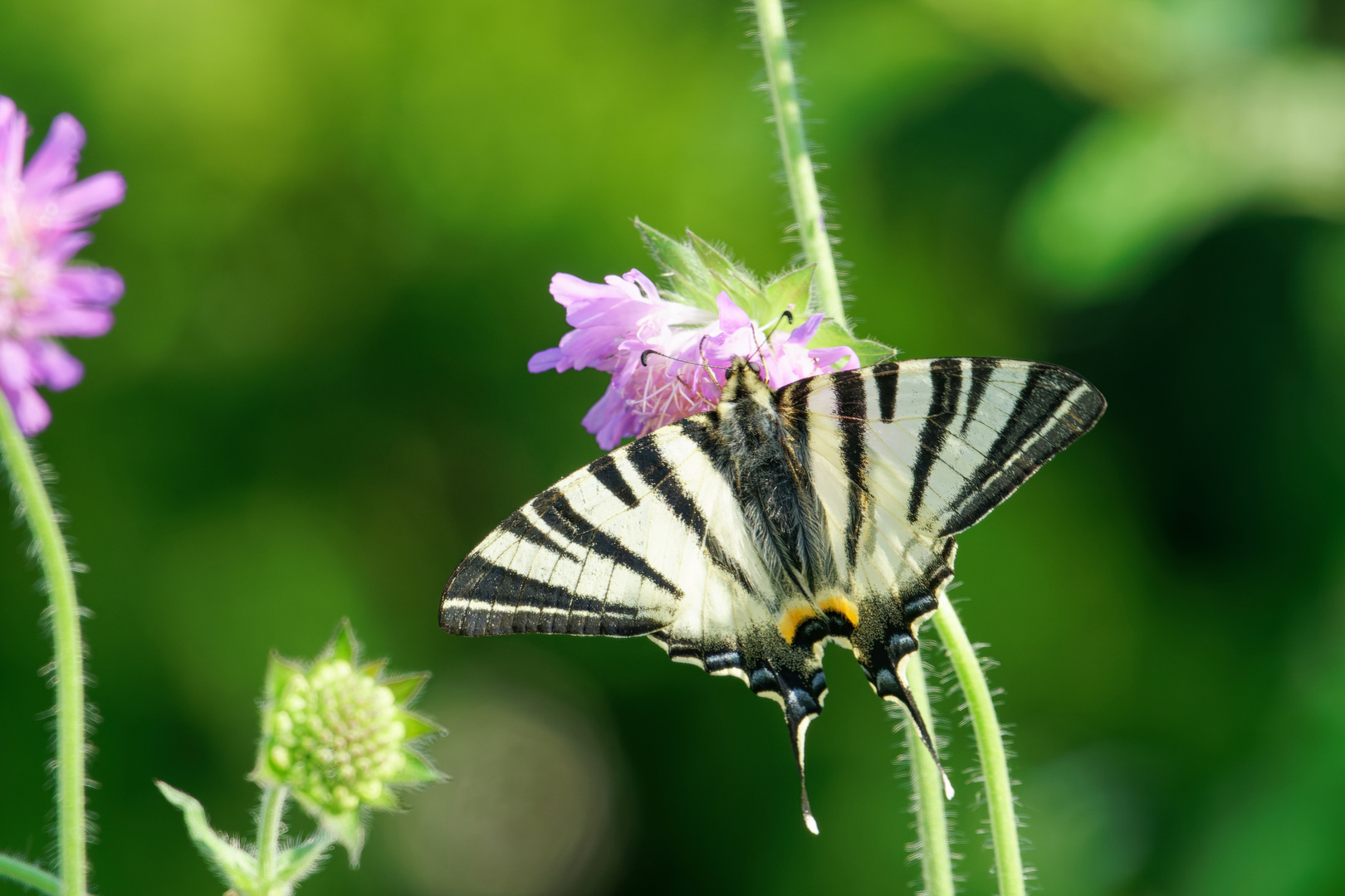 Segelfalter auf Acker-Witwenblume