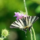 Segelfalter auf Acker-Witwenblume