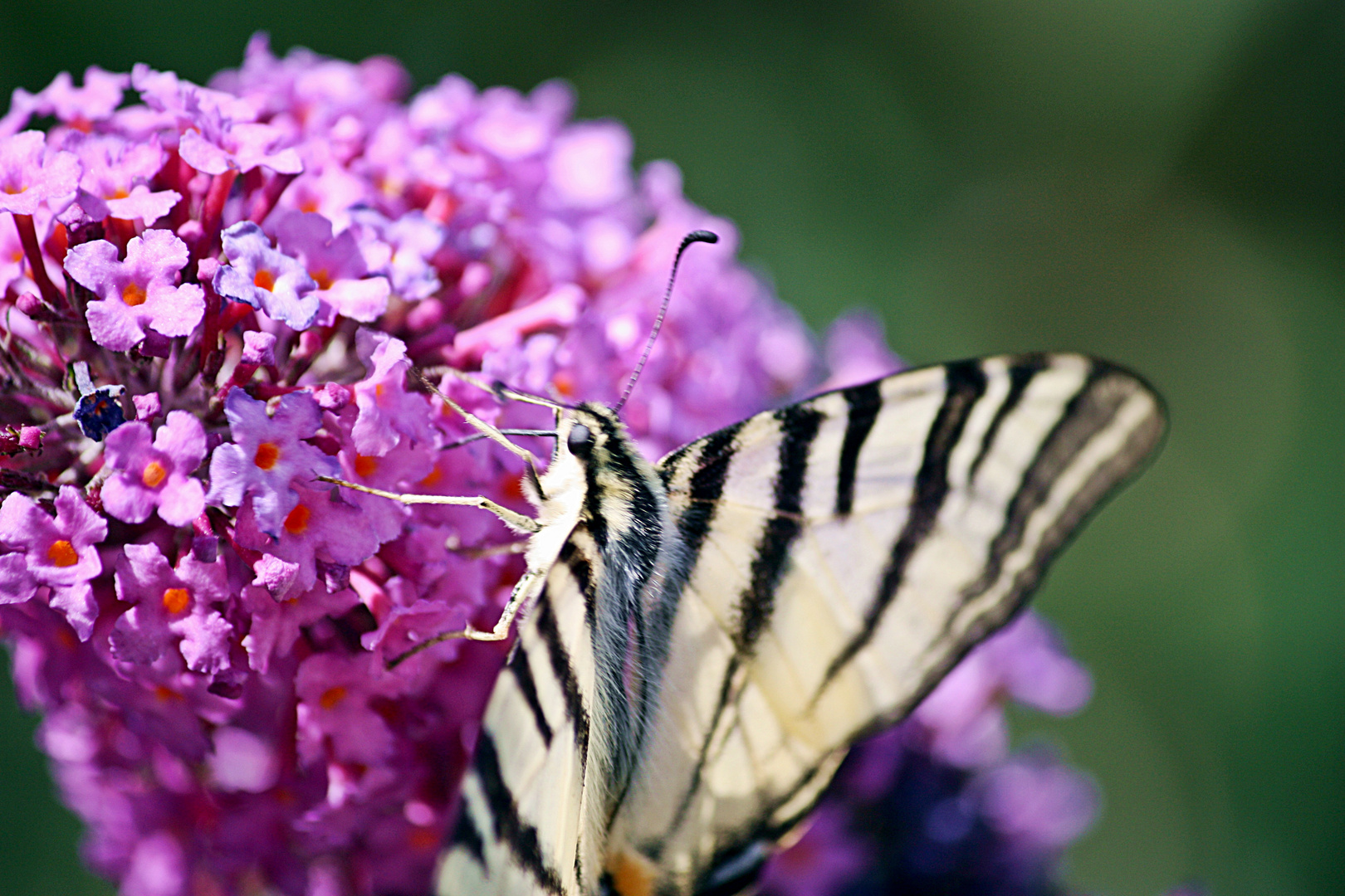 Segelfalter auf Buddleja